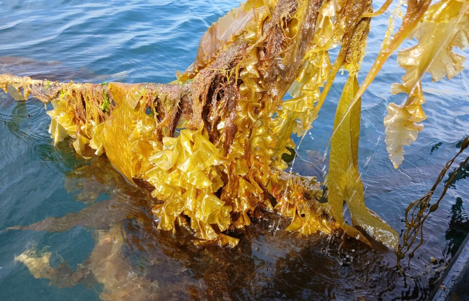 Sugar kelp on one of the lines at Loch Spelve.