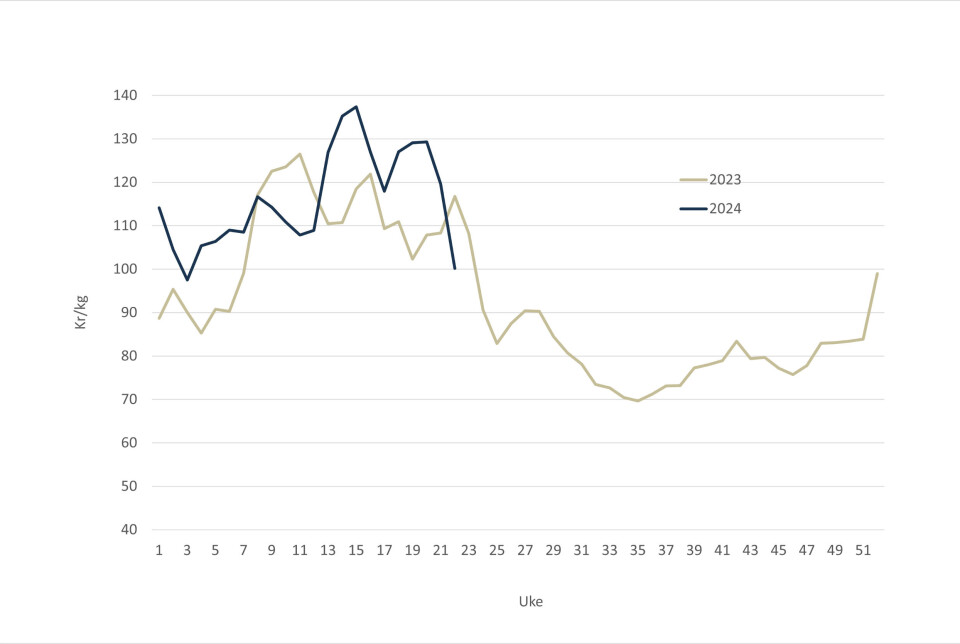 The spot price of Norwegian salmon in 20024 (blue line) and 2023 (grey-green line).