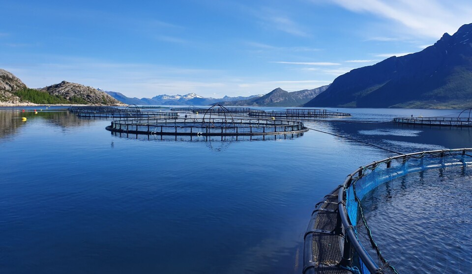 A Cermaq salmon farm at Hjartøy, Norway. Compassion in World Farming has recognised the company's commitment to humane slaughter, although it regards fish farming as 'underwater factory farming'.