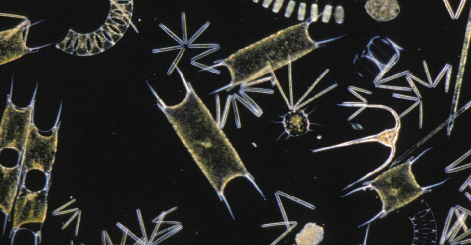 OTAQ's LPAS performs real-time analysis of phytoplankton and gives fish farmers earlier warning of HABs.