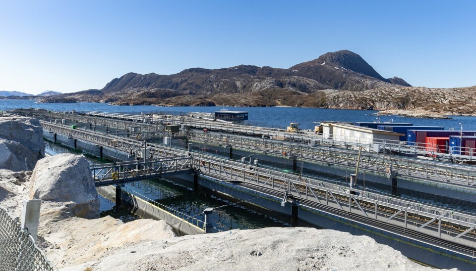 Fish are being grown in raceways in the first of three rectangular flow-through pools at Gigante Salmon's facility.