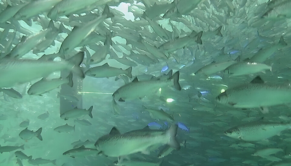 Stingray laser operational in salmon pen.