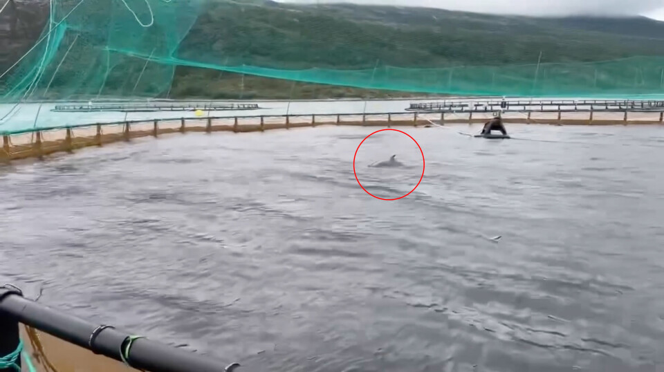 The young minke whale, estimated to be 4-5 metres long, breaches during its stay in a pen containing smolts.