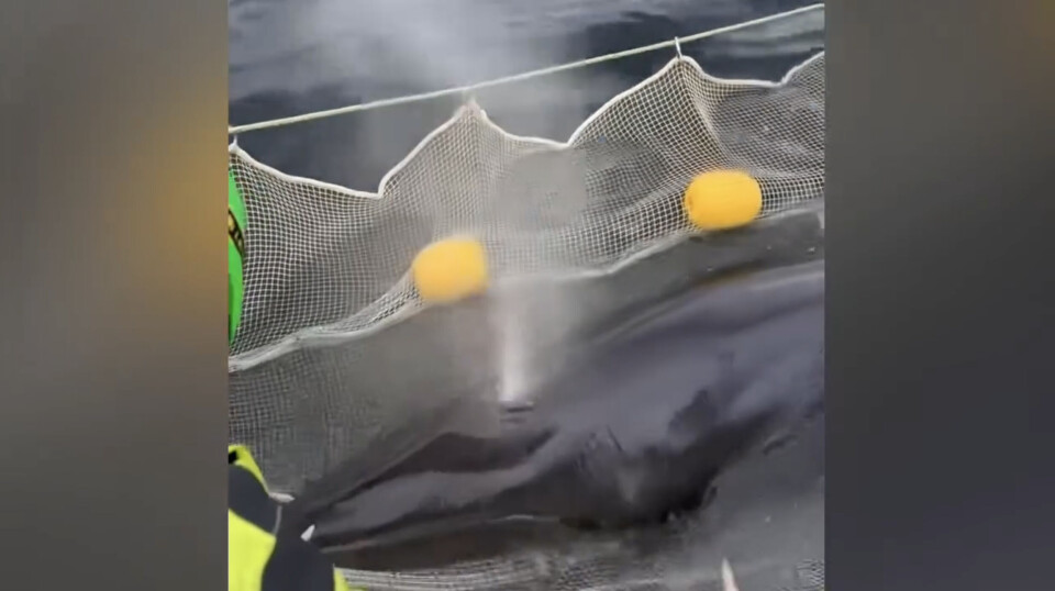 The whale venting during its time in the pen.