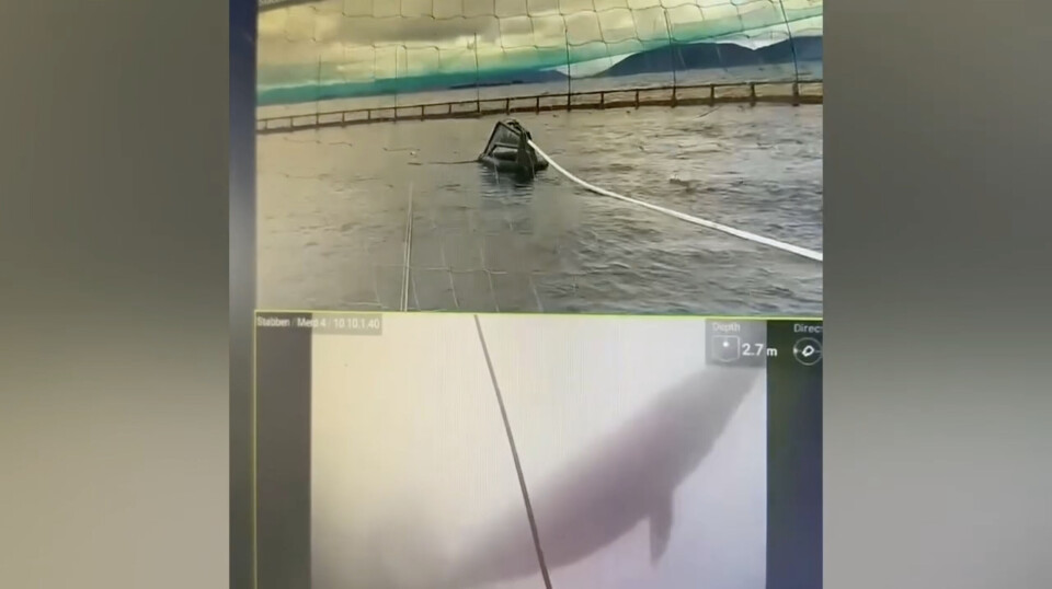 The whale filmed under water by a cage camera.