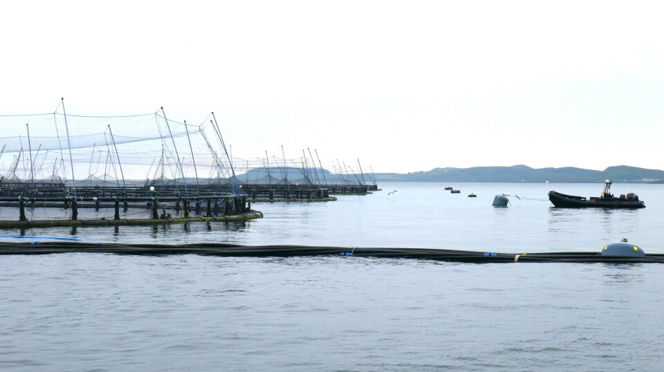 A row of pens of Mowi Scotland's Colonsay farm. The Scottish operation harvested 19,500 gutted weight tonnes of Atlantic salmon in Q2, 1,200 gwt than in the same period last year.