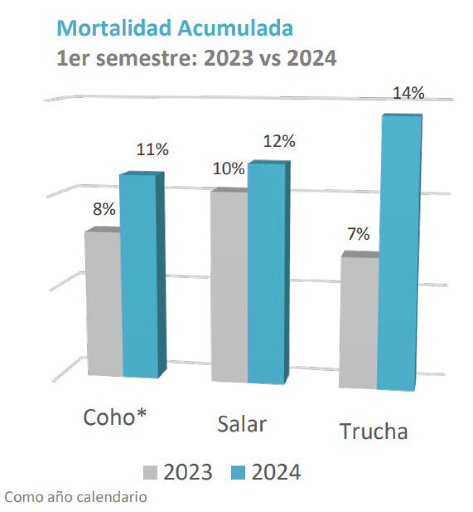 Mortality increased for all three farmed salmonid species in H1 2024 compared to the same period last year.