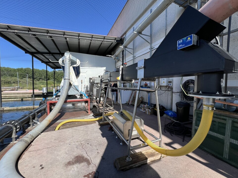 Ace Aquatec's Humane Stunner Universal on site at Piszola's trout farm at Alba de Tormes.