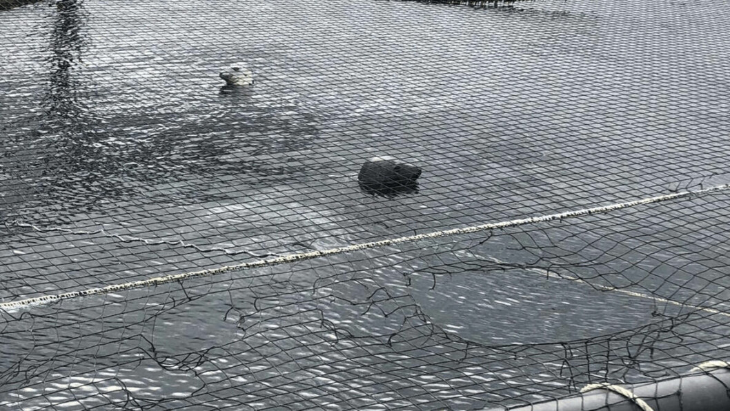 Seals swimming in a salmon pen after biting a hole (bottom right) in the bird protection netting. Photo: SSPO.