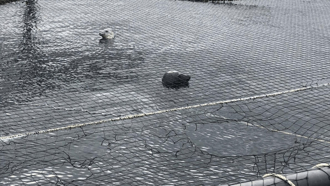 Cute killers: Seals can climb on to salmon pen walkways and into pens after biting through bird netting. Photo: Salmon Scotland. Cute killers: Seals can climb on to salmon pen walkways and into pens after biting through bird netting. Photo: Salmon Scotland.