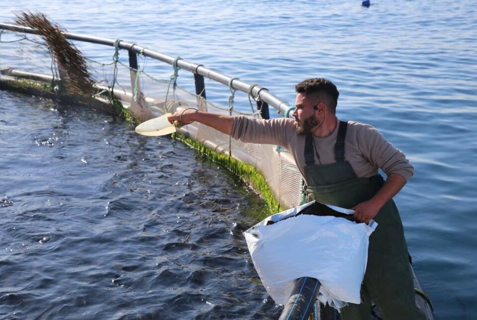 Feeding fish in a Tunisian marine farm. Tours of seabream and seabass farms are being offered as part of AFRAQ2024.