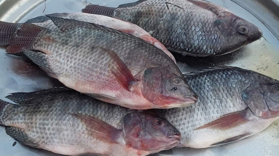 Reference image of tilapia in Bangladesh.