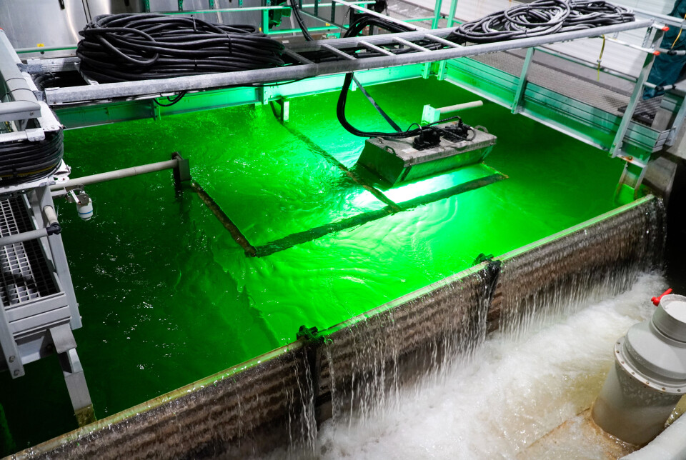 The company has a moving bed biofilter, particle filter (drum filter), UV and CO2 remover.