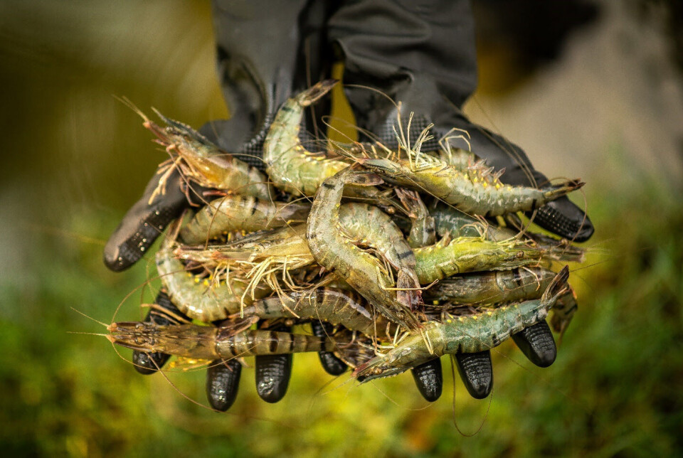 Black tiger shrimp grown by smallholders in Bangladesh are now being produced more sustainably and efficiently, benefiting farmers, communities, and nature.