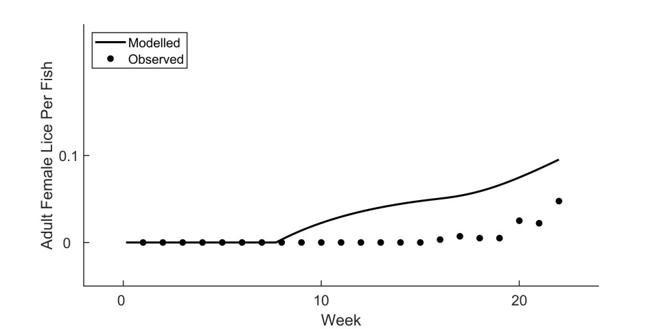 In the first 22 weeks since stocking at Loch Etive, counts of adult female lice on the post-smolts have been even lower than predicted by the model.