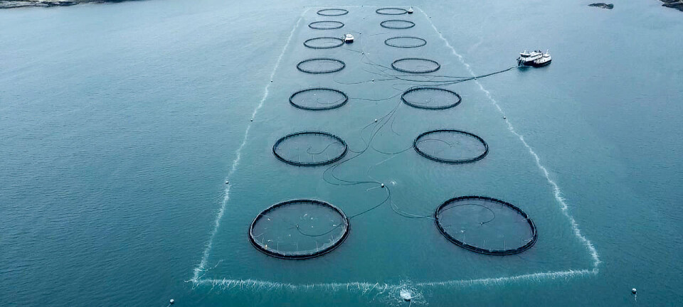 Will bubbles beat jellyfish troubles?