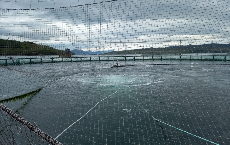 Upwelling bubbles reaching the surface of a pen at the Maol Ban farm off Skye.