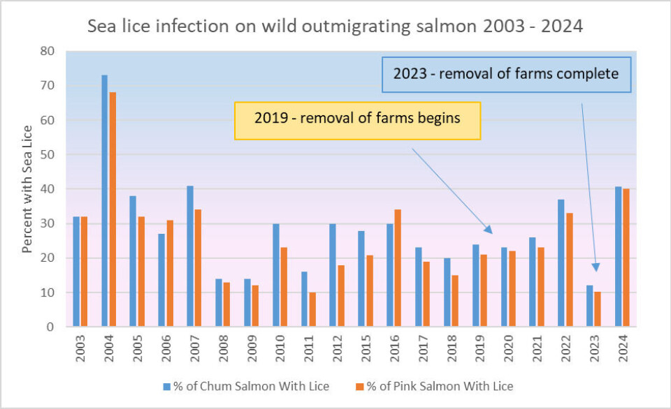 Percentage of chum and pink salmon with sea lice (L. salmonis and/or C. clemensi) in
the Broughton Archipelago during the spring out-migration.