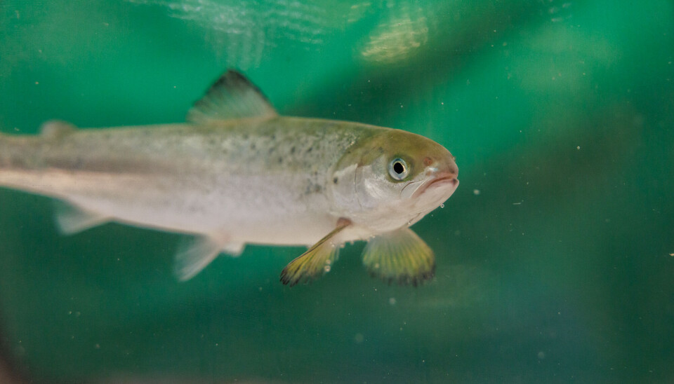 Research shows that the gills and olfactory organs of salmon respond to low levels of H₂S by activating genes that trigger the immune system.