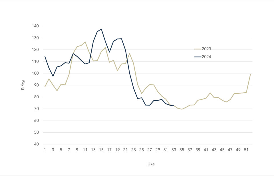 The spot price of salmon in 2024 (blue line) versus 2023 (grey line).