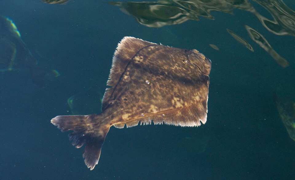 Sterling White Halibut will use the Smirfeeder for its fish, which take four and a half years to reach harvest size.