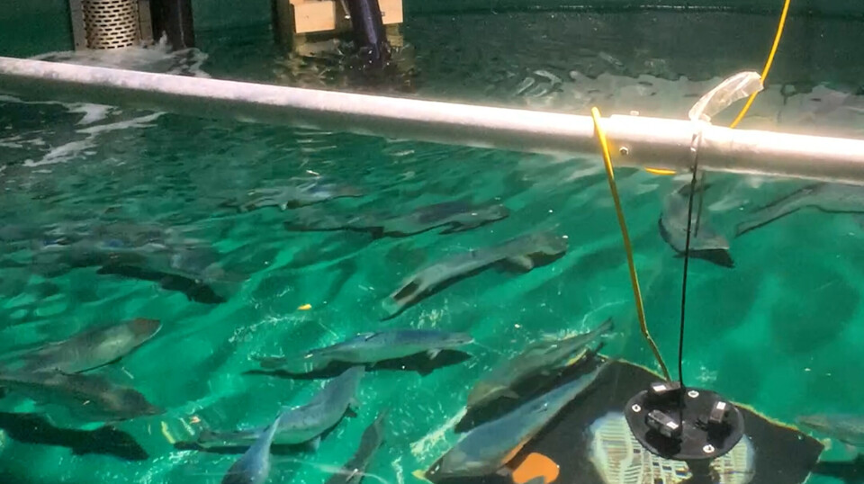 NMBU has researched whether human-made noise will stress the fish.