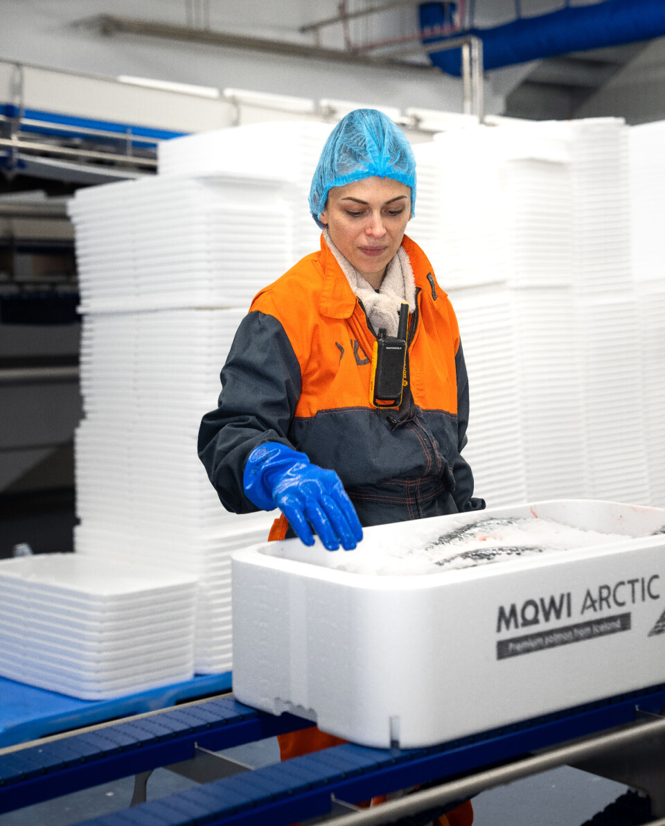 Busy bees: Arctic Fish has had large volumes in the sea recently that needed to be processed and exported at Drimla.