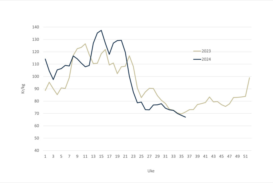 Spot price for Norwegian salmon in 2024 (blue line) and 2023 (grey line).