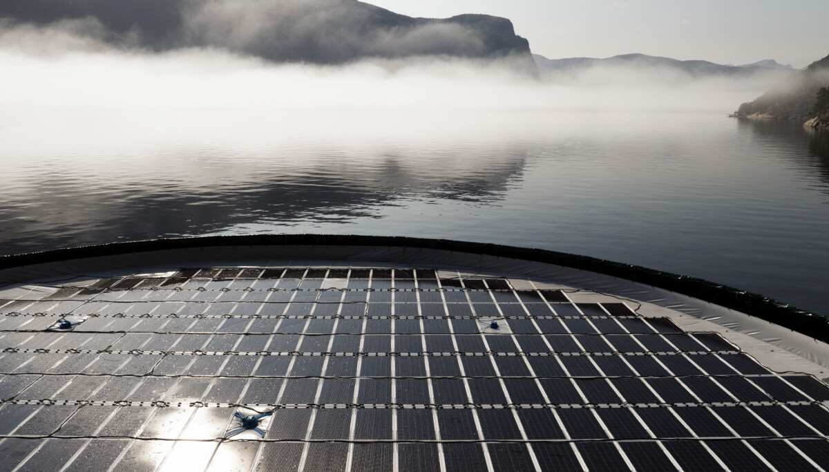 Solar Panel Fish Fish farm solar energy pioneer will bring power to the people