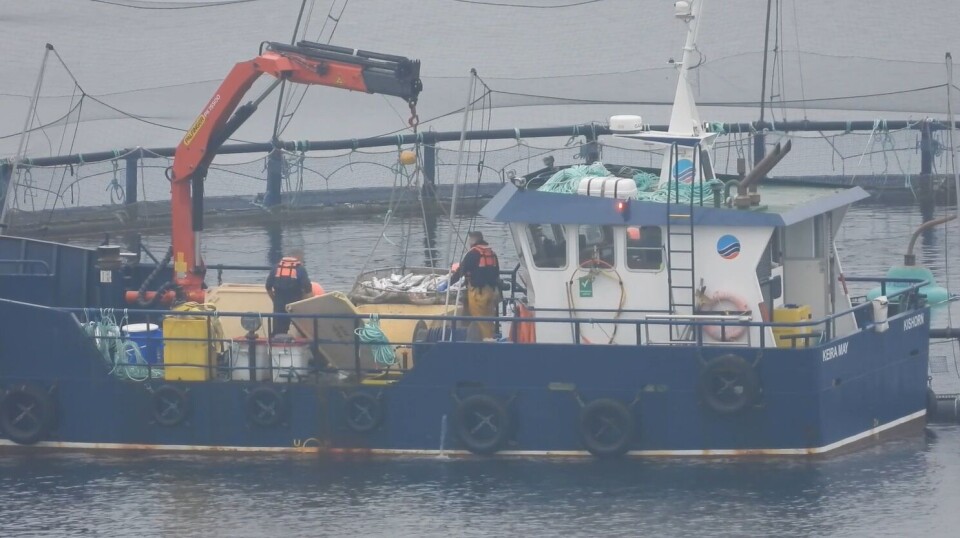 A still image from Animal Equality's video showing what the charity alleges was a cover-up, and what Scottish Sea Farms says was standard operating procedure.