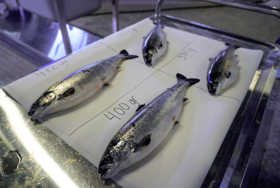 Post-smolts from Mowi's facility at Nordheim.