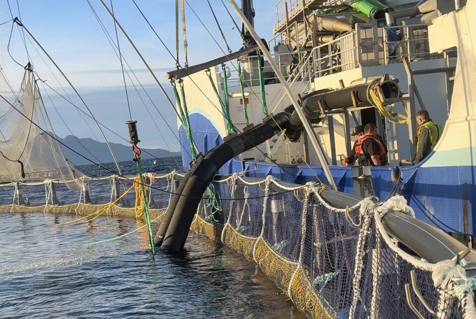 Crew on the Inter Viking wellboat oversee the unloading of large post-smolts into a pen at Mowi Scotland's Isle of Muck site this week. Post-smolts are one way in which Mowi can increase production volume.