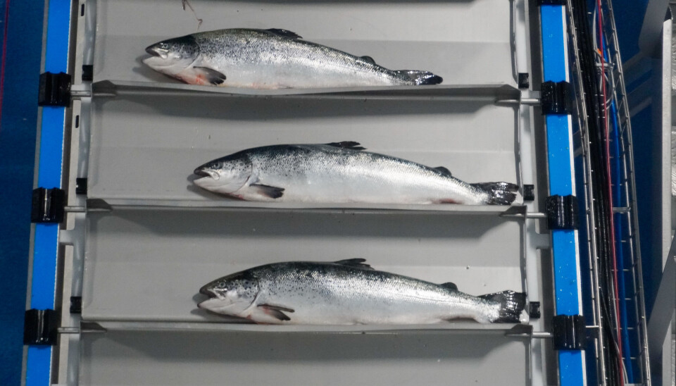 Farmed salmon on the way to filleting.