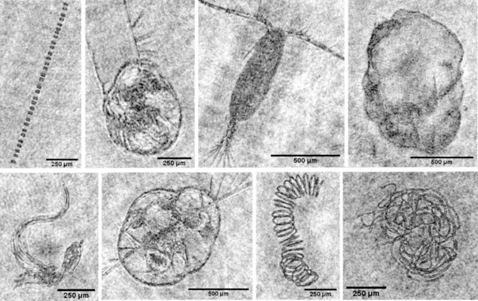 Representative holographic images taken in the North Sea in 2021. One μm (micron) is 1,000th of a millimetre.