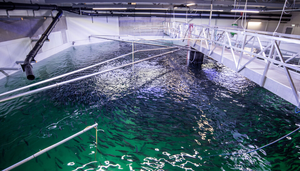 Hima Seafood's trout facility.