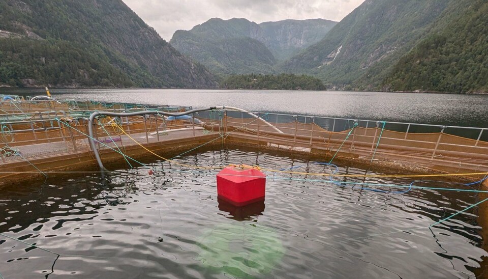 A pen submerged to a depth of three metres. The light-coloured object that can be glimpsed below the red float is the air dome where the fish can fill their swim bladder. It is octagonal and has a window in the middle that lets light through. The dome is 2.5 metres from edge to edge and has a 10 cm air height.