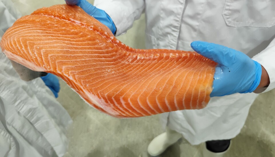 Salmon fillet.