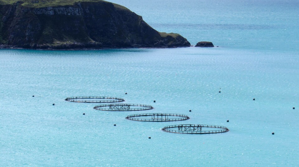 Pens at a fish farm in Scotland. The use of eDNA will speed up analysis of samples taken from the seabed at farm sites.