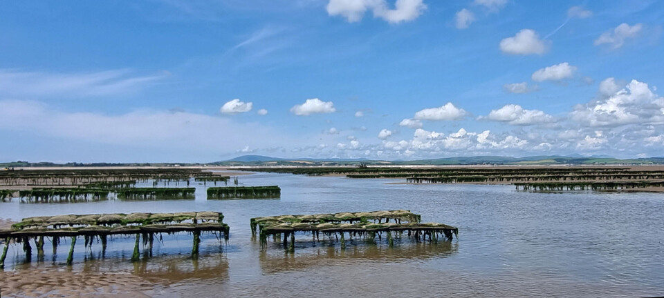 Morecambe Bay Oysters uses the traditional bag and trestle method.