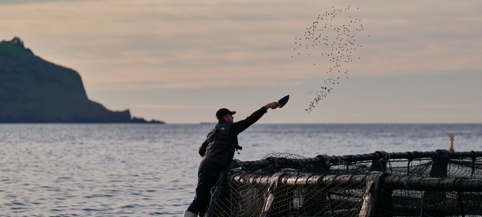 BioMar signs up first king salmon farmer for Blue Impact feed