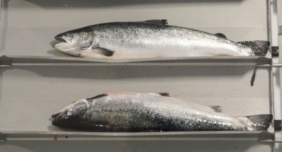 Salmon on its way to be filleted at Mowi Jøsnøya in Norway.