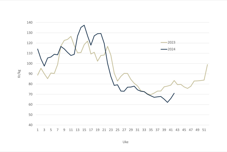 Norwegian salmon spot price in 2024 (blue line) and 2023 (grey line).