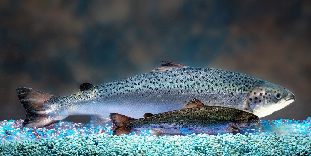 A fast-growing AquAdvantage salmon, rear, and a standard salmon at the same age. Photo: AquaBounty. A fast-growing AquAdvantage salmon, rear, and a standard salmon at the same age. Photo: AquaBounty.