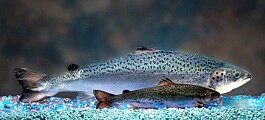 AquaBounty to start US production of transgenic salmon immediately