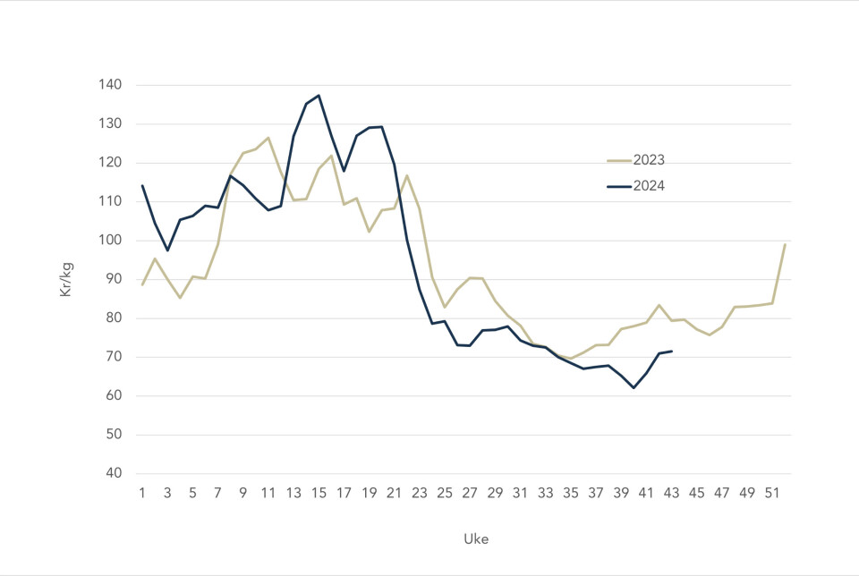 The spot price for Norwegian salmon in 2024 (blue line) and 2023 (grey line).