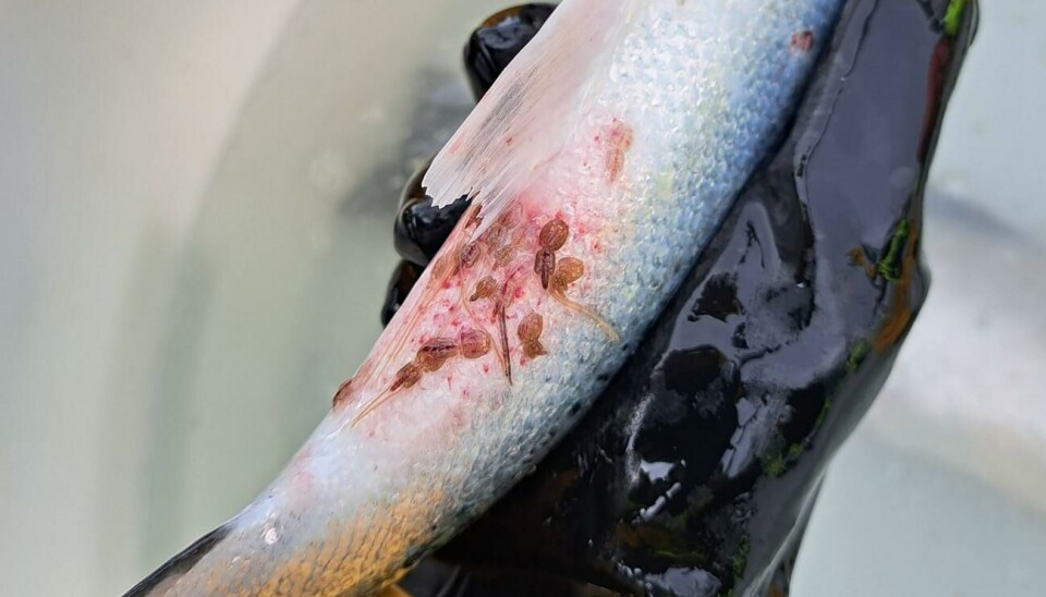 The feed-based treatment is given without handling the fish and, according to the company, is intended to reduce stress and mortality, while also providing high efficacy against all stages of the parasite.
