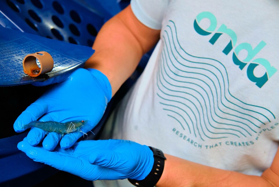 A member of the Onda team examines a whiteleg shrimp.