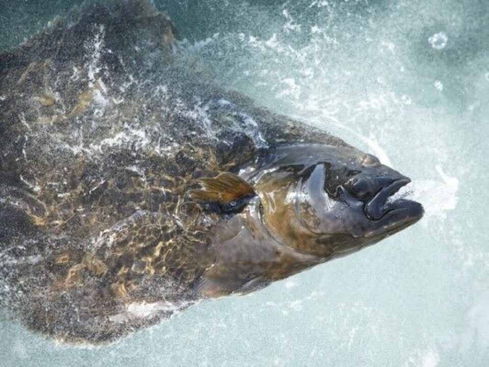 Amar Seafood has been granted three licences comprising a maximum biomass of 2,340 tonnes of halibut at Krutøya.
