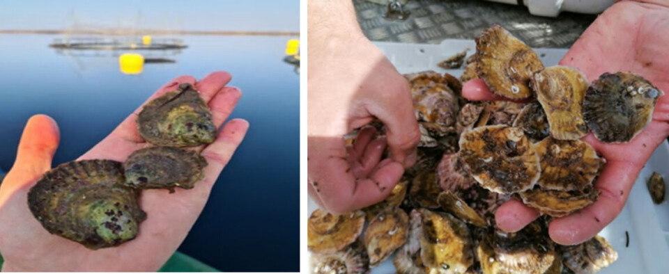 Oysters grown at IMTA labs Ireland, left, and Scotland (right).