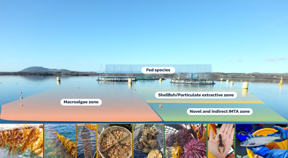 How the Marine Institute's IMTA grid is divided.